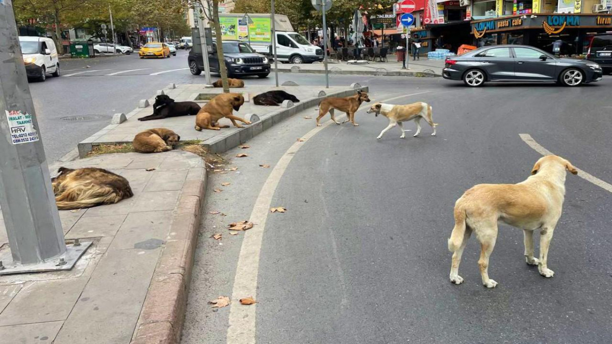 Başıboş sokak köpekleri düzenlemesi Meclis'te kabul edildi