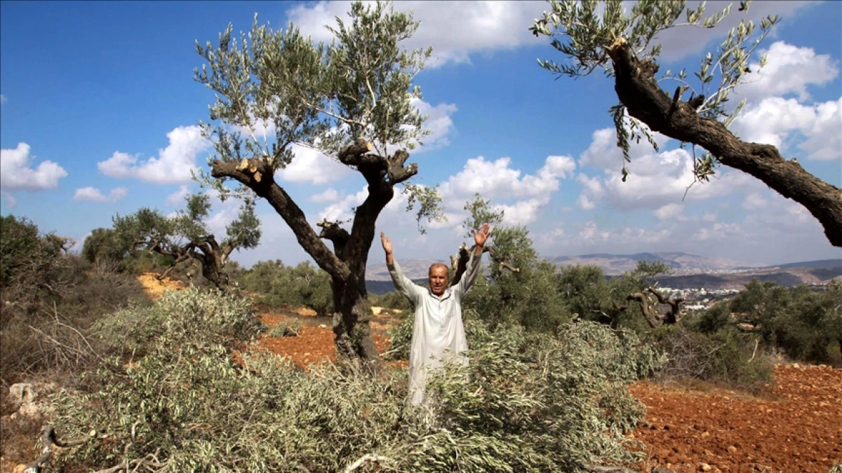 İsrail, Batı Şeria'da Filistinlilerin zeytin hasadını engelliyor