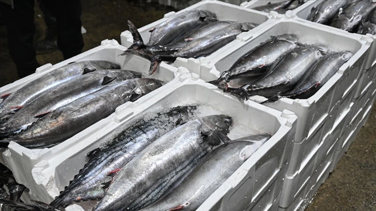 Marmara Denizi'nde torik bolluğu yaşanıyor