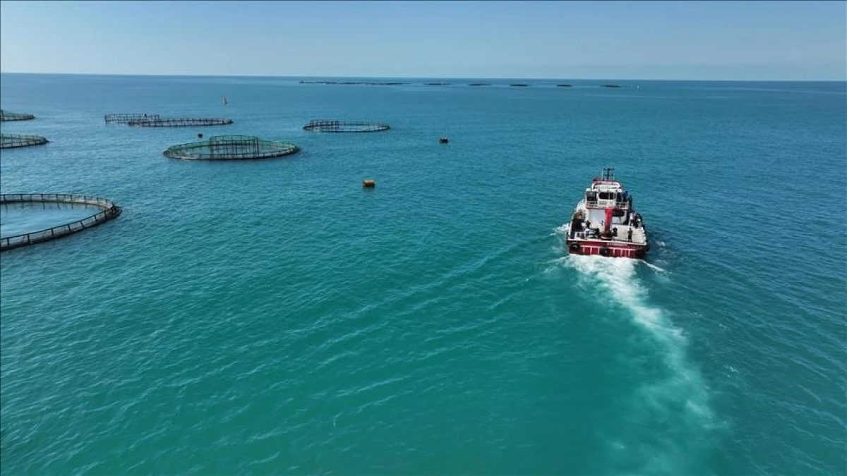 T&uuml;rkiye sets all-time record for fish production in 2025